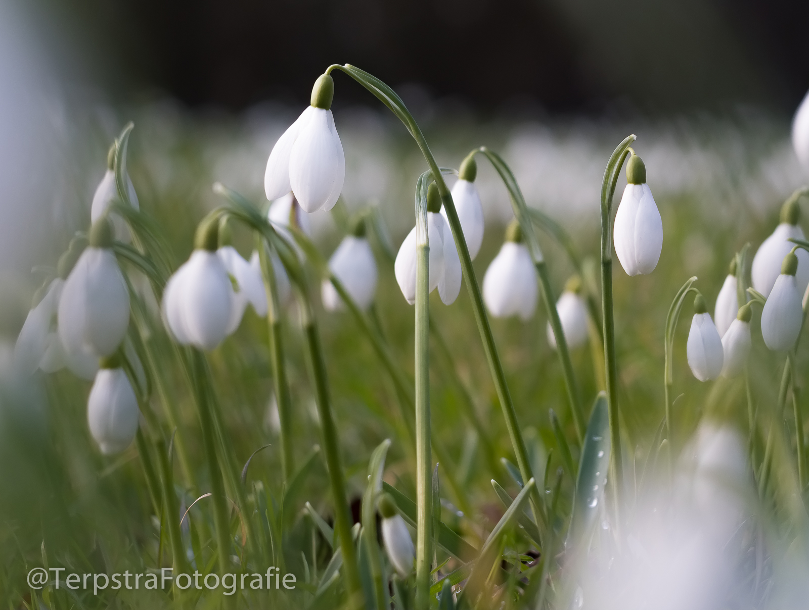 Sneeuwklokje uitsnede